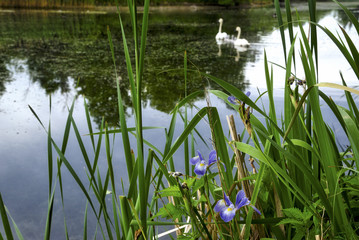 wild iris in the lake