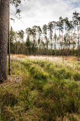 Herbstlandschaft mit Weg