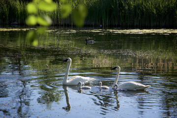 swans swimming on the lake