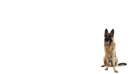 German Shepherd barking