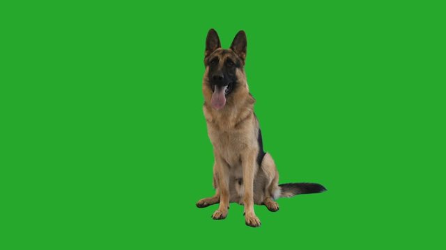 German Shepherd sits on the green screen