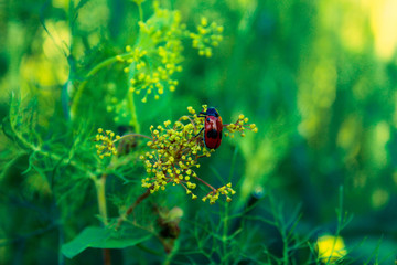 insect, ladybug, nature, ladybird, green, macro, red, beetle, summer, bug, flower, grass, plant, leaf, garden, closeup, animal, spring, small, fly, insects, black, close-up, meadow, flora