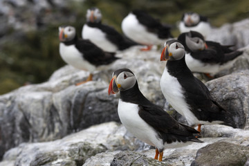 groepje puffins