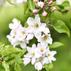 Blossoming apple tree, Apple tree branch with flowers. Springtime fruit tree, close-up shot with copy space.