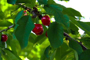 red, berry, fruit, cherry, tree, plant, nature, branch, food, leaf, green, berries, ripe, leaves,...