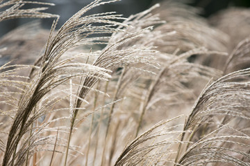 Ähren im Wind