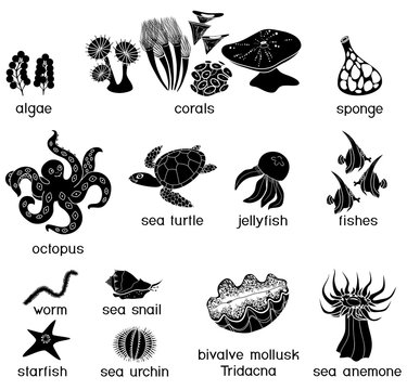 Set of black silhouettes of different underwater marine animals with titles