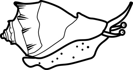 Coloring page. Sea snail Rapana