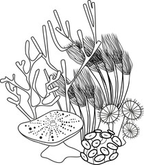 Coloring page. Group of various corals © Kazakova Maryia