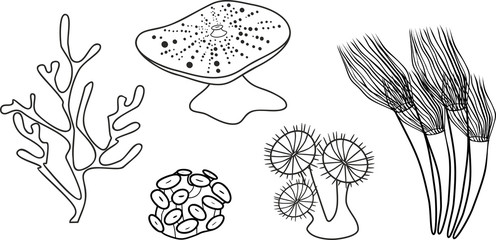 Coloring page. Different corals