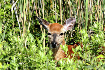 Fototapeta premium Deer looking out of the tall grass