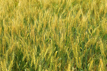 Wheat ears on field