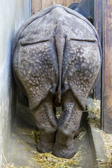 Fototapeta na wymiar African rhinoceros in the back