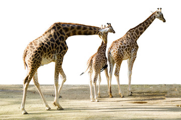 family of African giraffes