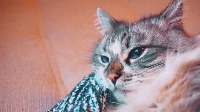 funny adult beautiful blue-eyed fluffy cat wrapped in a woolen sweater.closeup