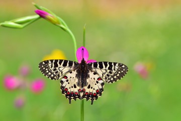 Zerynthia cerisyi   178
