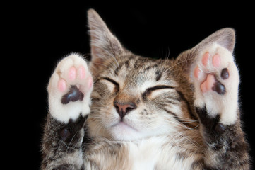 sleeping cute cat on a black background, paws up