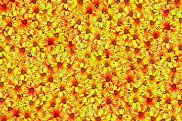 Many blooming yellow gazania flower abstract bright background.