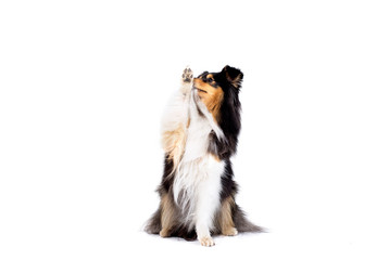 Sheltie