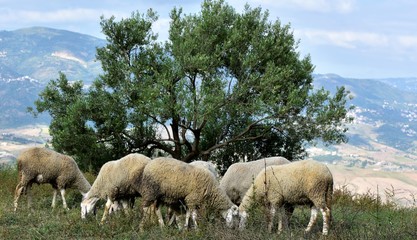Obraz premium moutons