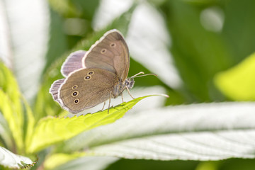 Brown forest bird butterfly (Aphantopus hyperantus) take a rest on a leaf