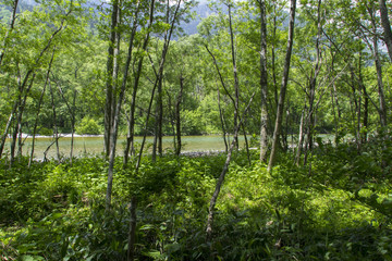 上高地の森／長野県松本市