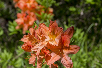 上高地 初夏の岳沢湿原のレンゲツツジ／長野県松本市