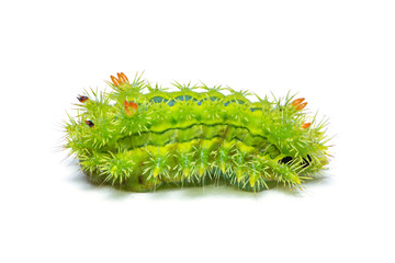 Fototapeta premium Slug moth caterpillar isolated on white background