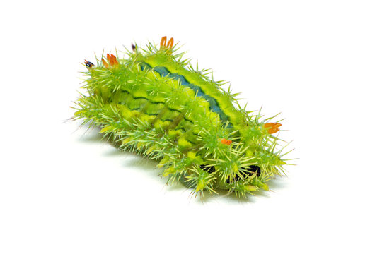 Slug moth caterpillar isolated on white background