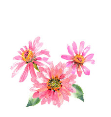 Pink zinnia flowers on white background, watercolor illustrator, hand painted