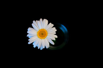 A white chamomile flower in a glass on a black background. View from above.