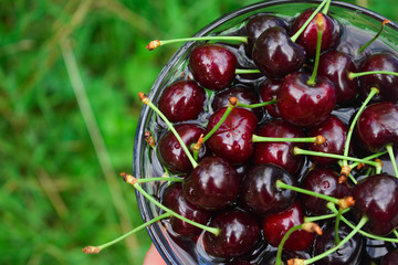 Spelled cherries in the bowl onthe green grass