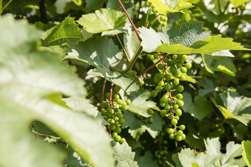 Small green wine on a plant outside.