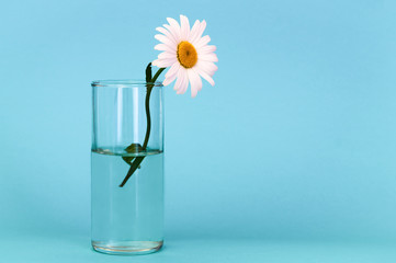 A glass with a beautiful, bright chamomile flower on a gentle blue background, on the right is a place for an inscription.