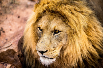 Naklejka premium Zbliżenie twarzy lwa, jego oczy skupione na czymś poza szczeliną
