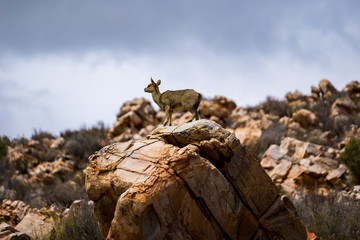A cliff jumper on a rock with beautiful sky in the background