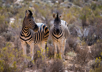 Two Zebras standing next to each other