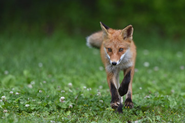 キタキツネの子供