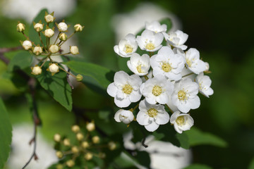 Reeves Spirea