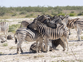 Fototapeta na wymiar Damara zebra, Equus burchelli antiquorum, Grooming, Etosha, Namibia