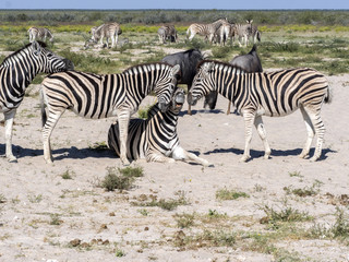 Fototapeta na wymiar Damara zebra, Equus burchelli antiquorum, Grooming, Etosha, Namibia