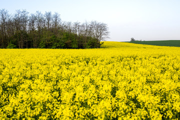 Obraz premium Canola, rapeseed field blooming.