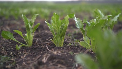 Beetroot grows in the field. Fields with beets. The plant is a beet in the field in the evening at sunset.