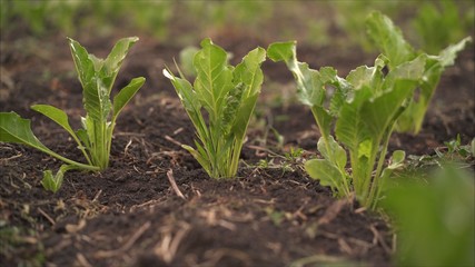 Beetroot grows in the field. Fields with beets. The plant is a beet in the field in the evening at sunset.