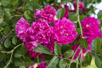 Rudophytic rose flowers with green leaves.