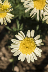 Obraz premium Daisy flowers with a top view.