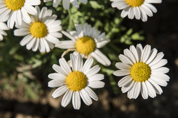 Obraz premium Daisy flowers with a top view.
