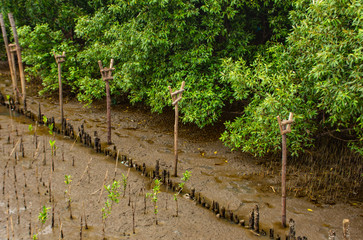 Trees planted in the sea at Bang Pu in Samut prakan.