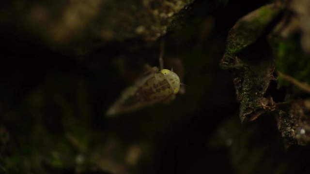 Macro of a newborn cicadass of Cicadella viridis with yellow eyes and small antennae hiding in brown bark of tree in foothills of Caucasus
