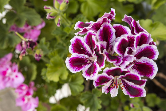 Purple flowers of pelargonium with white trim.